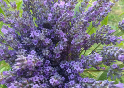 casale-gatta-morena-lavanda